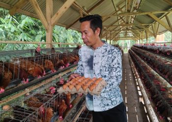 Budidaya Ayam Petelur, BUMDes Maju Bersama Panen 36 Kilo Telur per-Hari