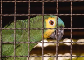 Petugas Gagalkan Penyelundupan 742 Burung di Pelabuhan Merak