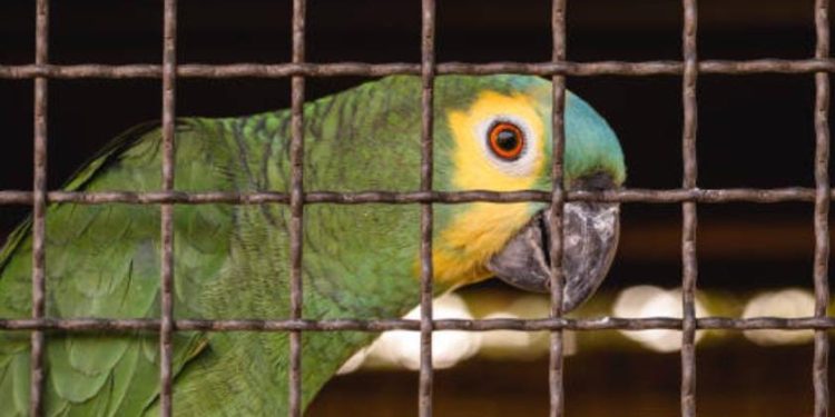 Petugas Gagalkan Penyelundupan 742 Burung di Pelabuhan Merak