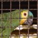 Petugas Gagalkan Penyelundupan 742 Burung di Pelabuhan Merak