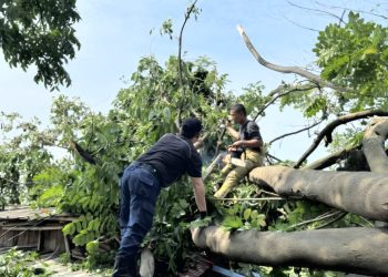 Alami Kerugian Akibat Pohon Tumbang? Simak Cara Klaim Asuransi di Kota Tangerang