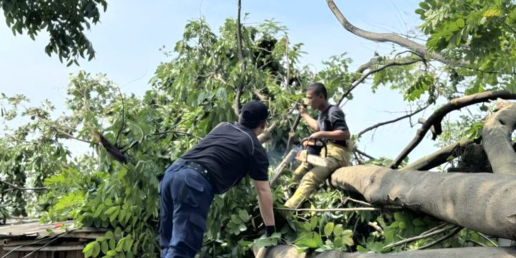 Alami Kerugian Akibat Pohon Tumbang? Simak Cara Klaim Asuransi di Kota Tangerang