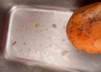 Makanan MBG Diterima Siswa SDN Cikadu 1 Pandeglang Banyak Belatung