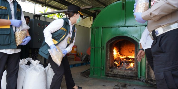 Karantina Banten Musnahkan Gulma Invasif dari Australia, Seberapa Berbahayanya?