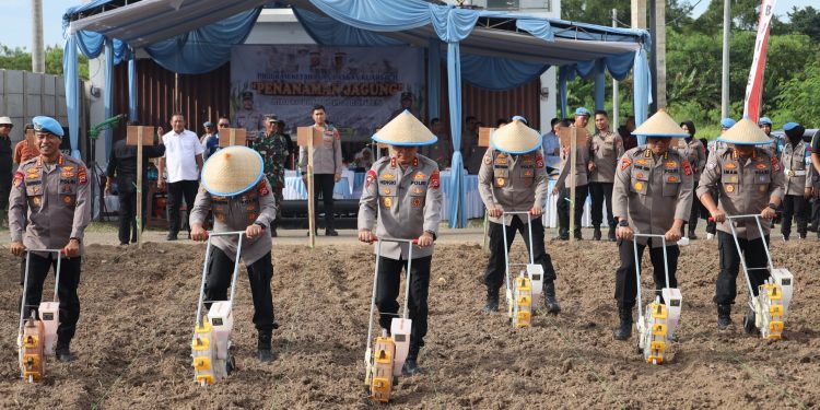 Polda Banten Tanam Jagung Kuartal II, Perkuat Ketahanan Pangan dan Sinergi dengan Masyarakat