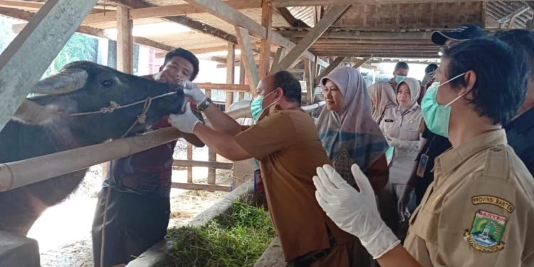 Pengawasan hewan kurban oleb tim Distan (Doc Radar Banten)