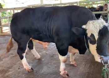 Baron, Sapi Kurban Bantuan Presiden Prabowo untuk Lebak Berbobot 1,07 Ton