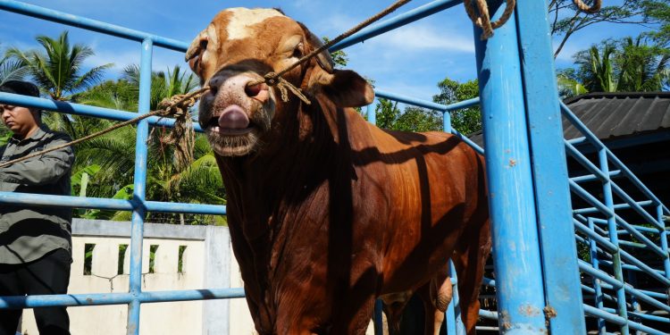 Bantuan sapi kurban presiden