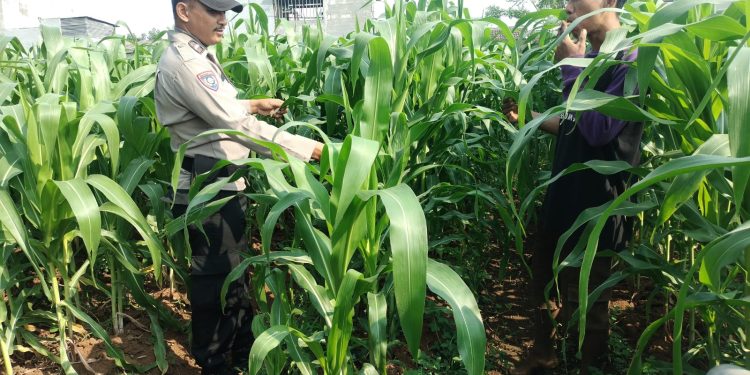 Polsek Pasar Kemis Dukung Ketahanan Pangan Lewat Program Gerakan Wangsakara Parakan Ketapang