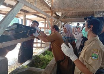 Pemkab Lebak: Hewan dari Luar Lebak Wajib Sertakan Surat Keterangan Kesehatan