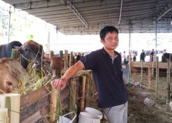 Pemkot Serang Perketat Pengawasan Hewan Kurban Jelang Idul Adha 2026