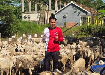 Nur Agis Pantau Tebar Kurban Kita Bisa 2026, 1.158 Hewan Kurban Disebar ke Pelosok Banten