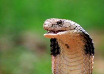 Viral Ular Diduga King Kobra Muncul di Lapangan Golf Tigaraksa, Beruntung Sudah Dievakuasi