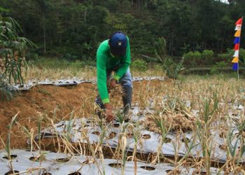 Musim Kemarau di Banten Tahun Ini Diprediksi Berlangsung hingga Oktober, Puncaknya pada Agustus