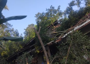 Dua Rumah di Pandeglang Tertimpa Pohon Besar, Satu Warga Terluka