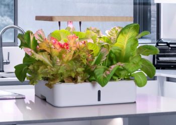 Salah satu tanaman urban gardening