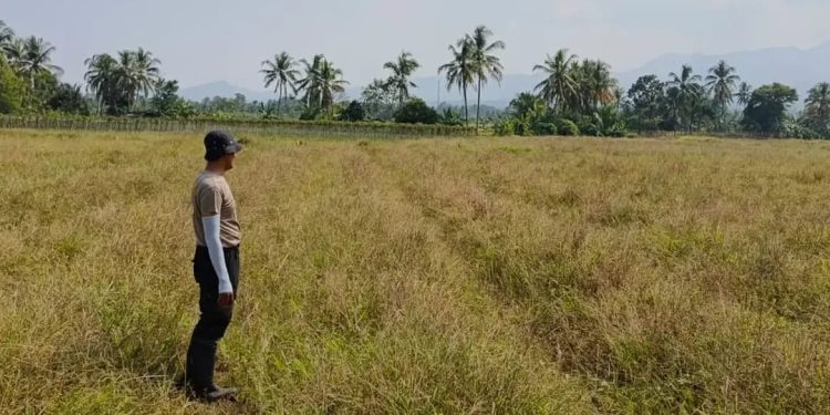 Kemarau, Lahan Sawah di Blok Banjaran Jiput Jadi Tandus