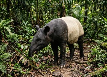 Mengenal Tapir, Satwa Langka Indonesia yang Terancam Punah dan Dilindungi Negara