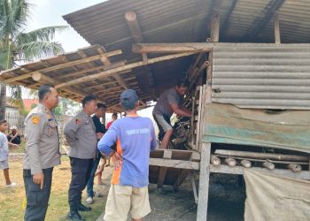 46 Kambing Hilang Diduga Dicuri, Polisi Selidiki Temuan Kambing Disembelih di Sawah