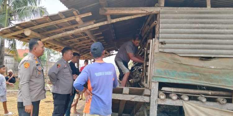 46 Kambing Hilang Diduga Dicuri, Polisi Selidiki Temuan Kambing Disembelih di Sawah