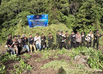 Momentum HUT ke-81 RI, BNN Musnahkan 12 Hektare Lahan Ganja di Aceh