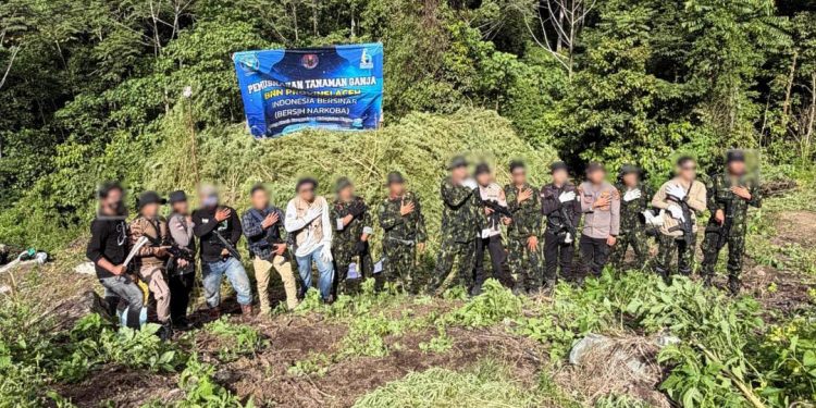 Momentum HUT ke-81 RI, BNN Musnahkan 12 Hektare Lahan Ganja di Aceh