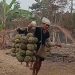 Musim Durian Baduy 2026 Tiba, Puncaknya hingga September