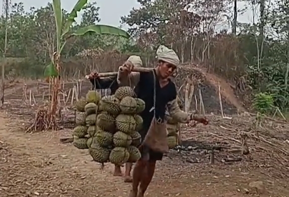 Musim Durian Baduy 2026 Tiba, Puncaknya hingga September 