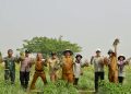 Kebutuhan Bawang Merah di Kabupaten Serang Capai 15 Ton per Hari, Petani Diminta Tingkatkan Produksi