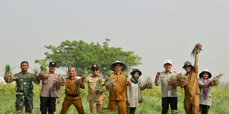 Kebutuhan Bawang Merah di Kabupaten Serang Capai 15 Ton per Hari, Petani Diminta Tingkatkan Produksi