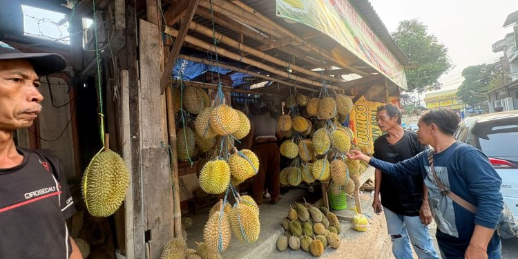 Pecinta Durian Siap-siap, Pemkab Lebak Akan Gelar Festival Murak Kadu