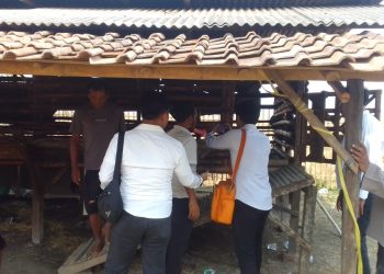 Polres Serang Ambil Alih Kasus Pencurian 46 Kambing di Pontang
