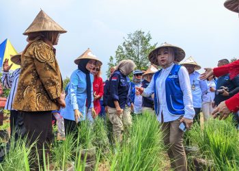 Kampung hortikultura