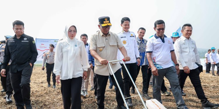 Produksi Padi Banten 1,2 Juta Ton, Sudah 74 Persen dari Target 2026