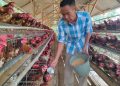 BUMDes Maju Bersama Desa Kadugenep Produksi 40 Kilo Telur per Hari