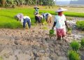 Mayoritas Petani Banten Berusia di Atas 45 Tahun, Regenerasi Jadi Tantangan