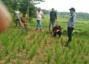 musim tanam Banten