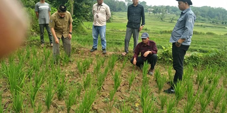 musim tanam Banten