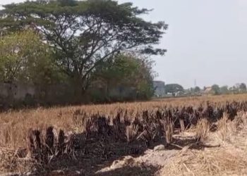 sawah puso Kota Serang