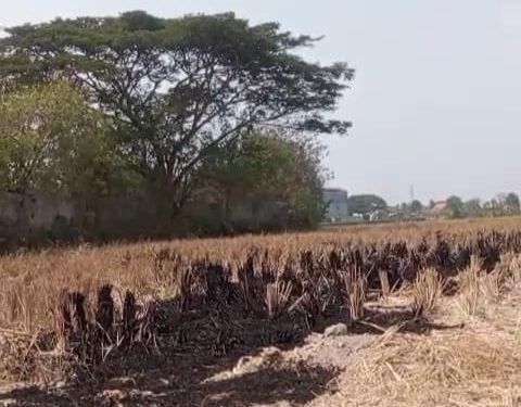 sawah puso Kota Serang