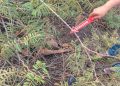 Penemuan kerangka manusia