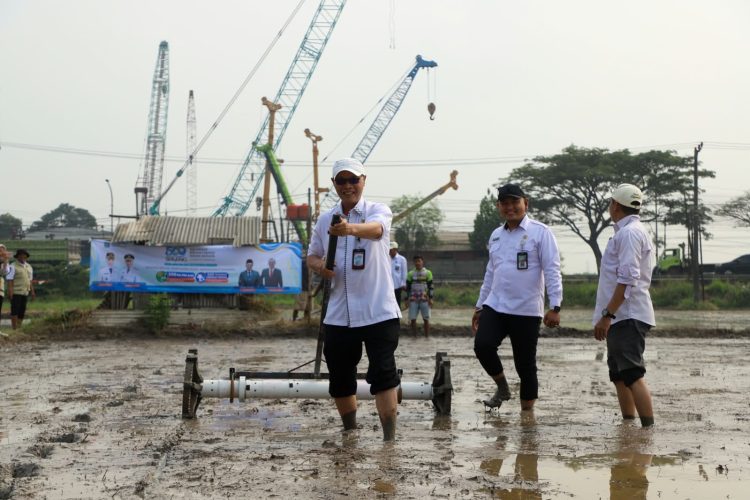 Momen HUT ke-500 Kabupaten Serang, DKPP Tanam 500 Hektare Padi dan Vaksin 500 Ternak