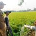 Mitigasi Kekeringan, Pemkab Tangerang Salurkan Bantuan untuk Petani