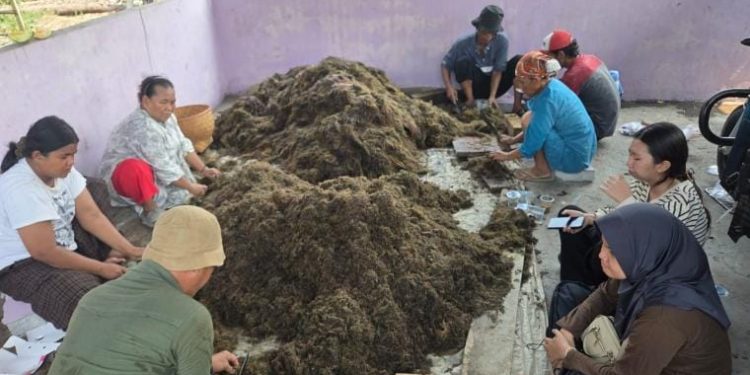 DPKP Kabupaten Tangerang Gandeng BRIN Tingkatkan Produktivitas Padi dan Efisiensi Pupuk