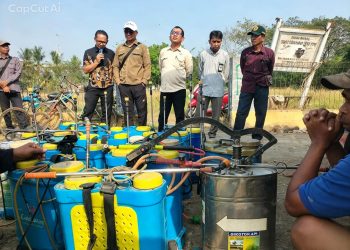 hama padi Banten