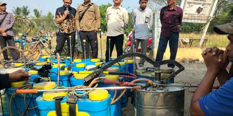 hama padi Banten